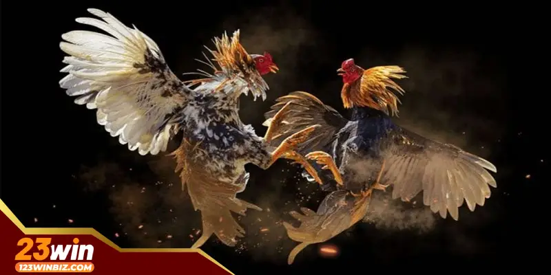 Chiến thuật cược đá gà thomo hiệu quả cho tân binh