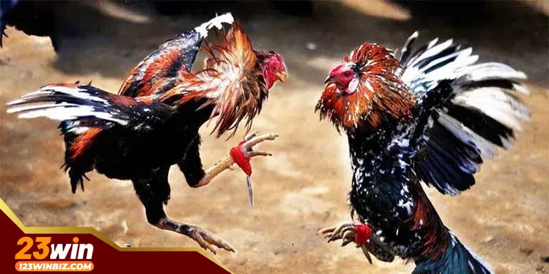 da-ga-thomo-23win-dang-cap-va-kich-tinh-trong-tung-tran-dau