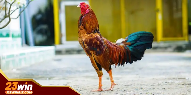 Giới thiệu sơ lược về đá gà thomo